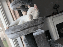 Cat Buava GIF - Cat Buava GIFs