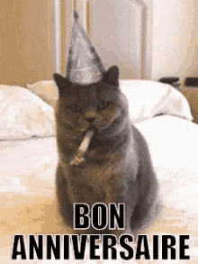 cat anniversaire
