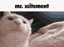 They Might Be Giants Mr Xcitment GIF - They Might Be Giants Mr Xcitment Catjam GIFs