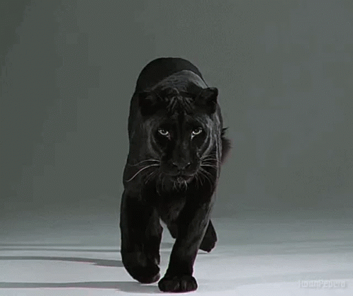 panther-panthers