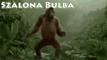 Szalona Bulba Forest GIF - Szalona Bulba Bulba Forest GIFs