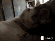 a picture of two dogs with a lively icon in the corner