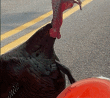 Thanksgiving Turkeys GIF - Thanksgiving Turkeys GIFs