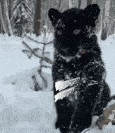 a black panther is sitting in the snow holding a knife in its paws .