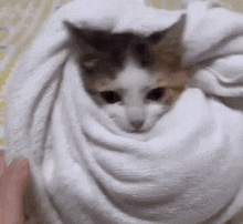 a close up of a cat wrapped in a white towel .