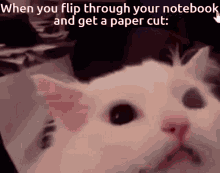 Screaming Cat Paper Cut GIF - Screaming Cat Paper Cut Pain GIFs
