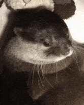 a close up of an otter 's face and neck