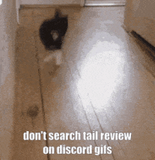 Kitty Review Tail GIF - Kitty Review Kitty Review GIFs