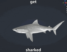 Get Sharked Get GIF
