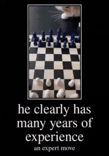 Chess Cat GIF - Chess Cat GIFs