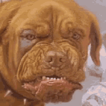 Angry Dog GIF - Angry Dog Mad GIFs