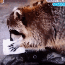 Raccoon Marshmallow GIF - Raccoon Marshmallow Where Is It GIFs