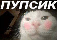 a white cat with pink cheeks and the word " pupsik " in white letters behind it