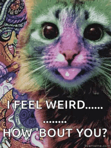 Tripping Kitty GIF