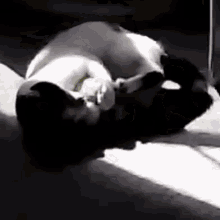 two cats are laying on top of each other on a concrete floor .