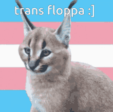 Floppa Trans Rights GIF - Floppa Trans Rights GIFs