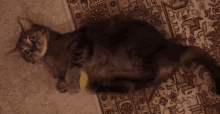 Dahliabunni Cat GIF - Dahliabunni Cat GIFs