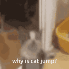 cat why is jump funny