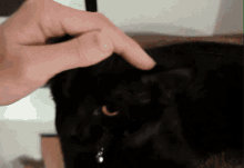 a close up of a person petting a black cat 's paw
