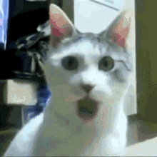 a white cat with a surprised look on its face is sitting on a couch .