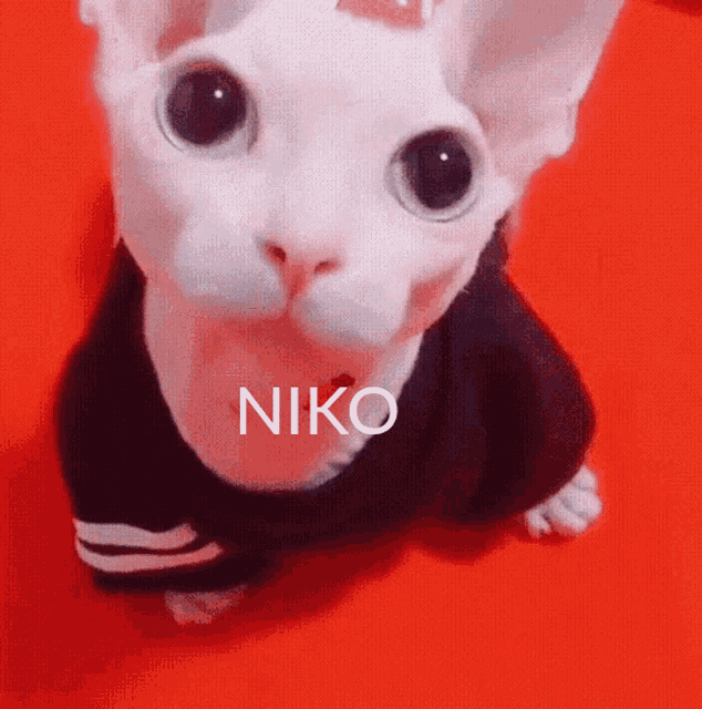 Lince Gato GIF - Lince Gato Toto - Discover & Share GIFs