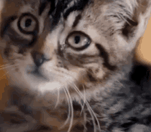 Eyeroll Kitten GIF - Eyeroll Kitten Snl GIFs