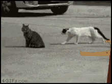 Stalking & Fighting GIF - Cat Cats Cute GIFs