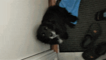 a black and white dog laying on a doormat