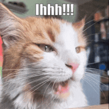 a close up of a cat with the words ihhh written above it