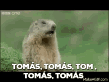 Tomas Alan GIF - Tomas Alan GIFs
