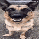 a german shepherd dog is standing on its hind legs and smiling for the camera .