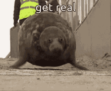 animals with captions get real fat seal sea lion jumping animal