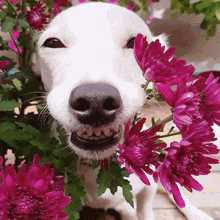 Flowerdog Flower Dog GIF - Flowerdog Flower Dog Seungmin GIFs