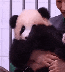 a person is holding a panda bear in their arms .