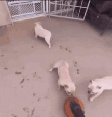 two white dogs are playing with a basketball in a room