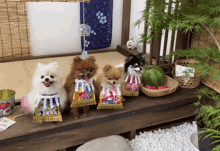 Sumo Pomeranian Dog GIF - Sumo Pomeranian Dog Yokozuna GIFs
