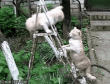 Cats Slap GIF - Cats Slap Cat Fight GIFs