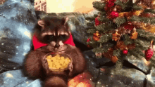 Raccoon Eating GIF - Raccoon Eating Grapes GIFs