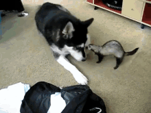 Not So Big Now, Are You?! GIF - Ferret Dog Fight GIFs