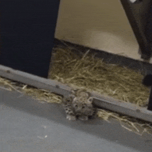 a snake is crawling out of a doorway .