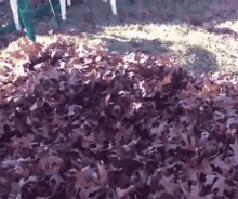 Leaves Puppy GIF - Leaves Puppy Suprise Motha Fucka GIFs