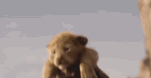 Lion King GIF - Lion King Simba GIFs