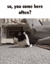 a black and white rabbit is standing on a carpet in front of a cage and asking if you come here often .