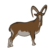 goat ibex