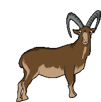 Goat Walia Ibex Sticker - Goat Walia Ibex Walia Stickers