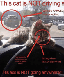 Driving Cat GIF - Driving Cat Liar GIFs
