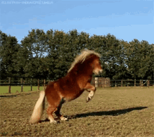 happy horse pony hopping