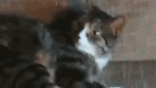 Cat Looking Into Camera GIF - Cat Looking Into Camera Cats GIFs