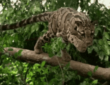 Clouded Leopard Big Cats GIF - Clouded Leopard Big Cats Leap GIFs