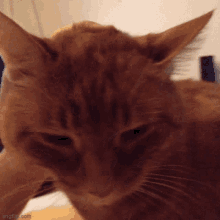 Ginger Cat C418 GIF - Ginger Cat C418 Cat GIFs